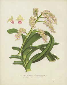 Kalın Yapraklı Cleisostome, Cleisostoma Crassifolium by English School